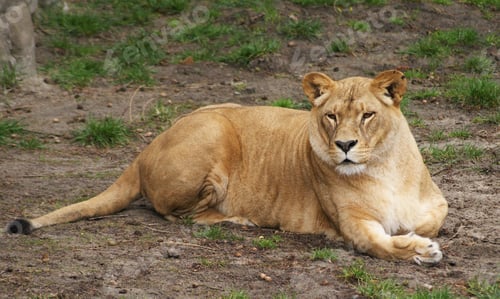 Preview: A Beautiful and Breathtaking wildlife in the World