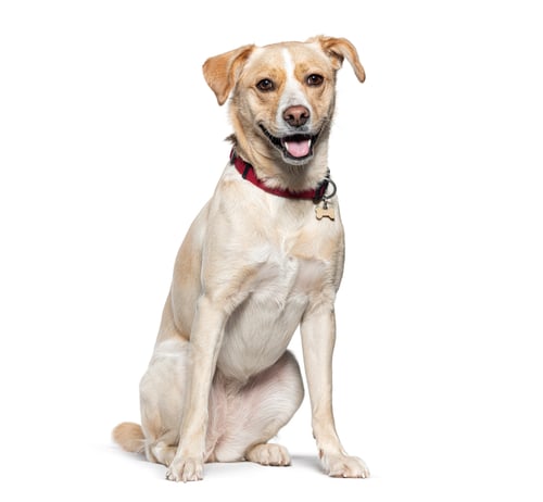 Preview: Happy mixed-breed dog on white background