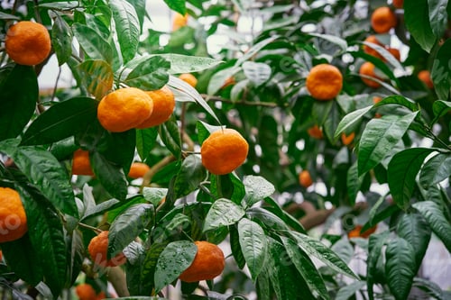 Preview: Tangerine. Mandarin tree with ripe fruits. Orange fruit tree. Branch with fresh ripe citrus