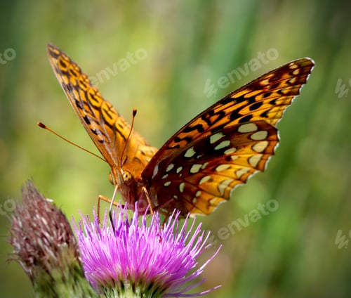 Preview: Close up shot of Great spangled fritillary butterfly on a flower.