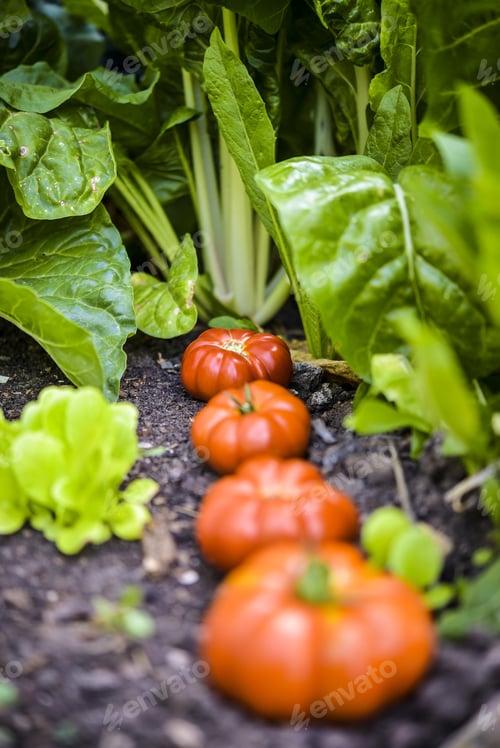 Preview: Vertical shot of red tomatoes on ground
