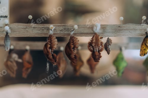 Preview: butterfly
