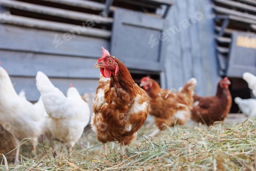 Preview: Brown hen pecking at feed in sunny farm yard, free range chickens on eco farm