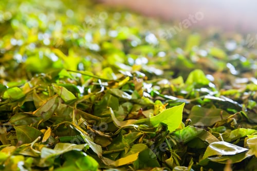 Preview: Ceylon tea leaves closeup, harvest drying process