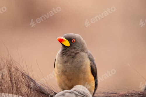 Preview: A yellow-billed oxpecker bird, Buphagus africanus, sitting, looking out of frame