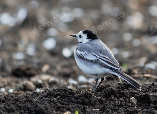 Preview: Spring. Natural background. Close-up. Wagtail bird pecks worms in a plowed field