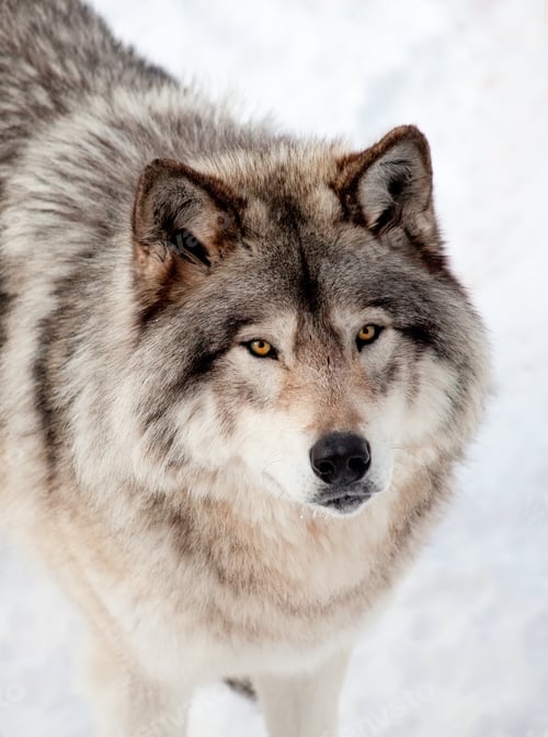 Preview: Gray Wolf in the Snow Looking up at the Camera