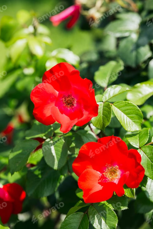 Preview: Bright red roses blooming in a lush garden during a sunny afternoon