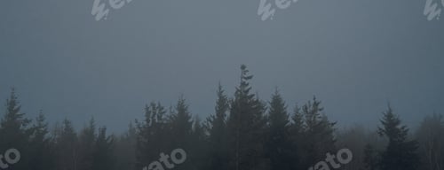 Preview: Pine tree forest silhouette with fog