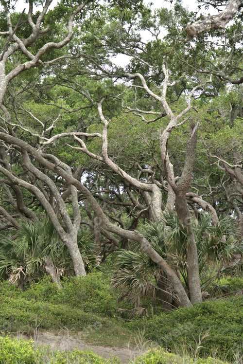 Preview: Driftwood Beach Jekyll island, Georgia USA