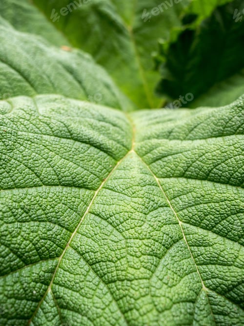 Preview: Big green tropical leaf