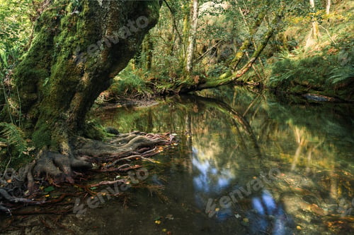 Preview: Huge century old poplar sinks its winding roots