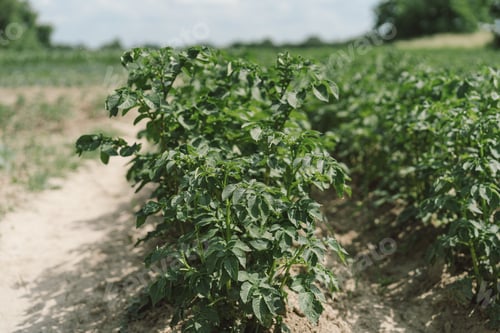 Preview: Bushes of potatoes on the field, early eco food, potato with flowers.