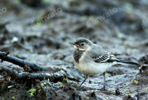Preview: Young White Wagtail (Motacilla alba) portrait close