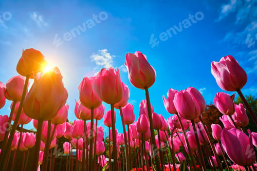 Preview: Blooming tulips against blue sky low vantage point
