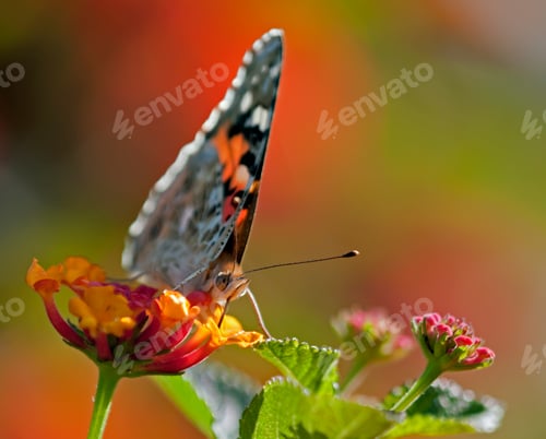 Preview: Butterfly on Lantana Flowers
