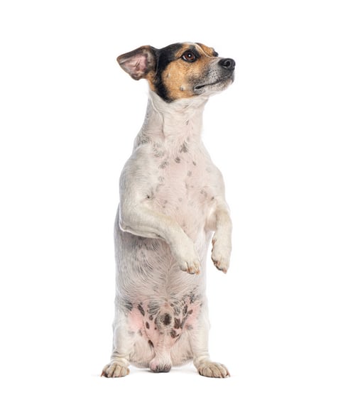 Preview: Jack russell terrier dog standing on hind legs