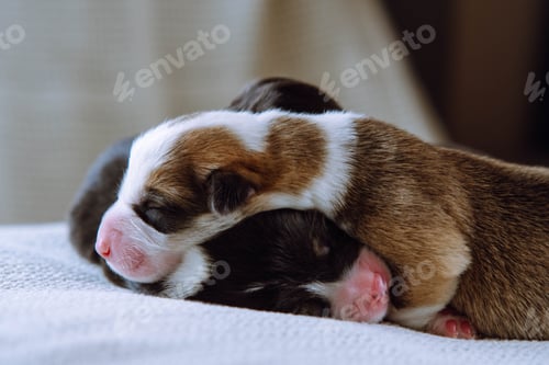 Preview: Two puppies are snuggled up to each other for several days from birth, sleeping on white blanket at