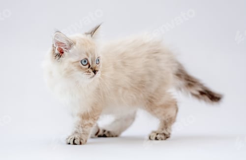 Preview: Ragdoll kitten isolated on white background