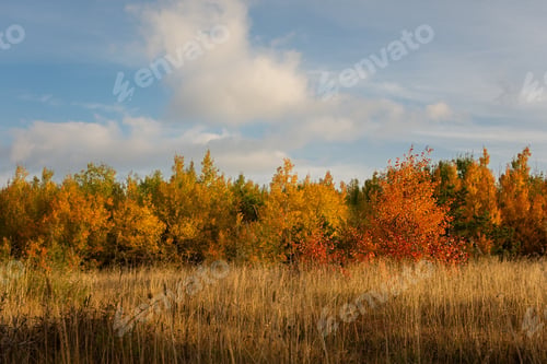 Preview: Autumn mixed bright forest.