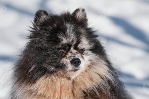 Preview: Pomeranian Spitz dog close up portrait, cute black marble with tan Spitz puppy sitting on snow