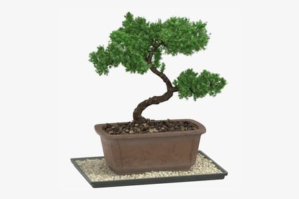 Preview: Shimpaku Juniper Bonsai