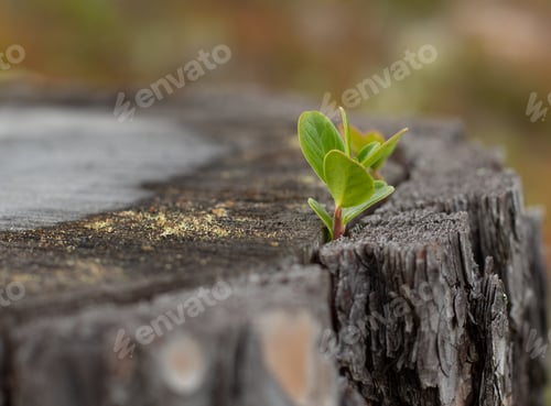 Preview: Closeup of a sprout on a tree stump