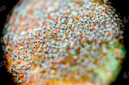 Preview: Go by fish eggs waiting to be hatch