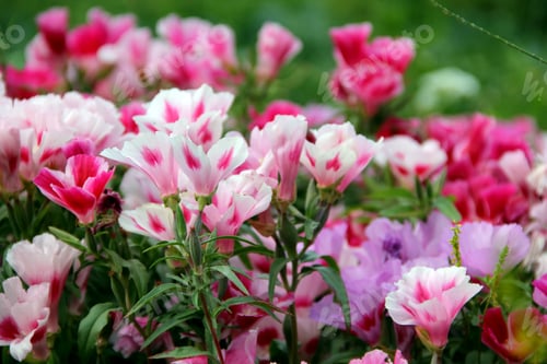 Preview: Soft focus of colorful godetia flowers blooming at a garden