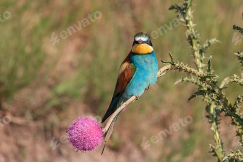 Preview: european bee eater