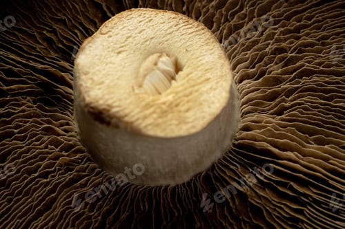Preview: Micro close up of mushroom blades and cap