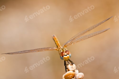 Preview: Dragonfly ( sympetrum sp )