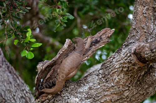 Preview: Bengal monitor or Varanus bengalensis on a tree
