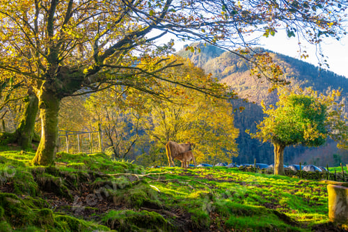 Preview: Cow nursing calf in idyllic autumn landscape