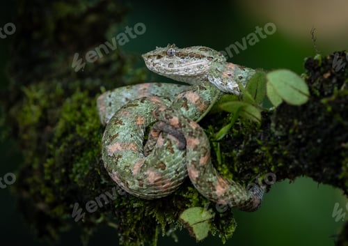 Preview: A Snake in Costa Rica