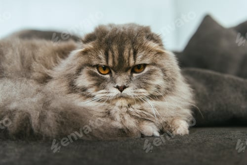 Preview: portrait of british longhair cat laying on sofa at home
