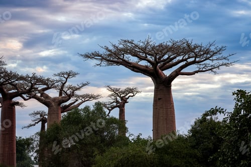 Preview: Baobab Alley in Madagascar showcases towering baobab trees