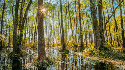 Preview: 4K Forest Trees Woods Standing In Flood Water After Autumn Rains