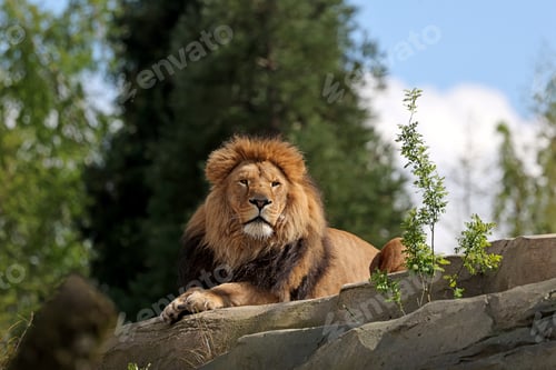 Preview: Lion (Panthera Leo) close up view