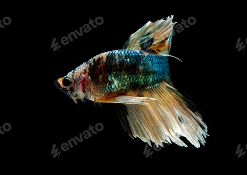 Preview: Colorful with main color of green, yellow and white betta fish look like solider style