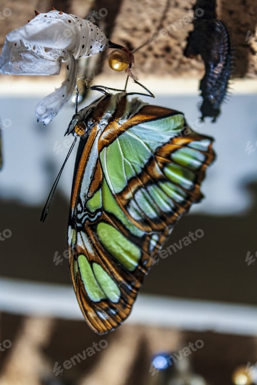 Preview: Vertical selective focus shot of a colorful butterfly getting out of its cocoon