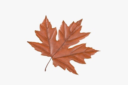 Preview: Orange Autumn Maple Leaf