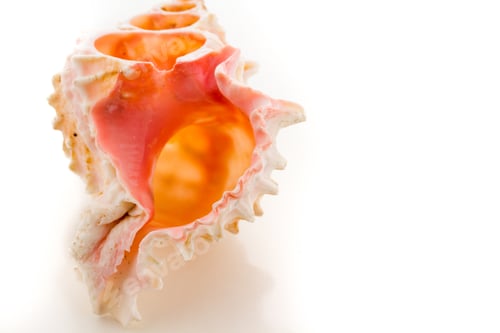 Preview: Sea shell