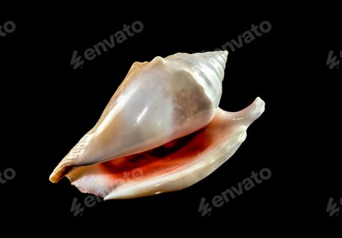 Preview: Strombidae Seashell on a black background