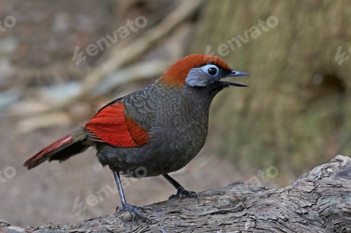 Preview: Red-tailed laughingthrush (Trochalopteron milnei)