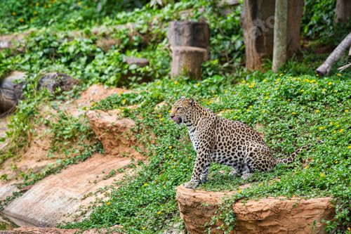 Preview: leopard
