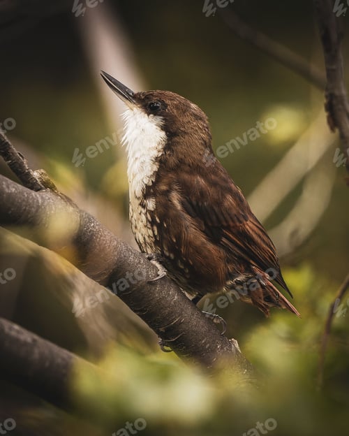 Preview: Beautiful Roraiman barbtail (Roraimia adusta) perched on a tree branch in a natural outdoor setting