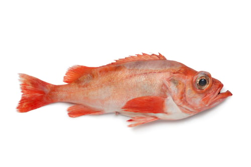 Preview: Single redfish