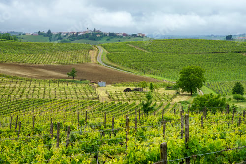 Preview: Vineyards of Monferrato near Acqui Terme at springtime