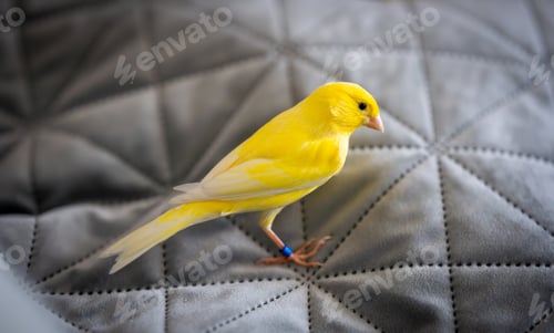 Preview: Yellow domestic canary perched on a bed